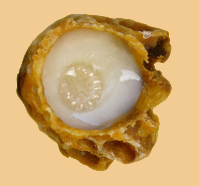 Βασιλικός Πολτός